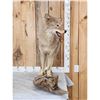 Image 5 : Coyote Full Body Taxidermy Mount