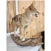 Image 7 : Coyote Full Body Taxidermy Mount