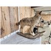 Image 8 : Coyote Full Body Taxidermy Mount
