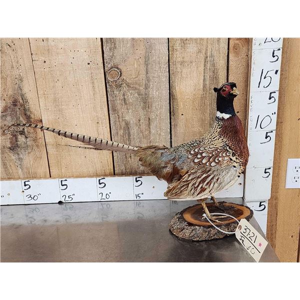 Ringneck Pheasant Full Body Bird Taxidermy