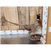 Image 1 : Ringneck Pheasant Full Body Bird Taxidermy