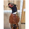 Image 3 : Ringneck Pheasant Full Body Bird Taxidermy
