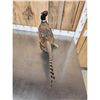 Image 4 : Ringneck Pheasant Full Body Bird Taxidermy
