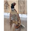 Image 5 : Ringneck Pheasant Full Body Bird Taxidermy