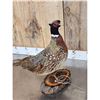 Image 6 : Ringneck Pheasant Full Body Bird Taxidermy