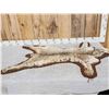Image 1 : Bobcat Rug Taxidermy