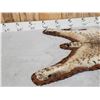 Image 2 : Bobcat Rug Taxidermy
