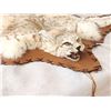 Image 4 : Bobcat Rug Taxidermy