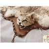 Image 5 : Bobcat Rug Taxidermy