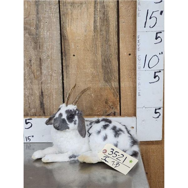 Bunnylope Full Body Taxidermy Mount