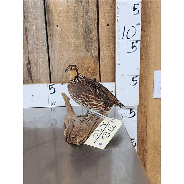 Quail Full Body Bird Taxidermy