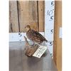 Image 1 : Quail Full Body Bird Taxidermy