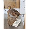 Image 2 : Quail Full Body Bird Taxidermy