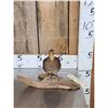 Image 3 : Quail Full Body Bird Taxidermy