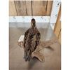 Image 5 : Quail Full Body Bird Taxidermy