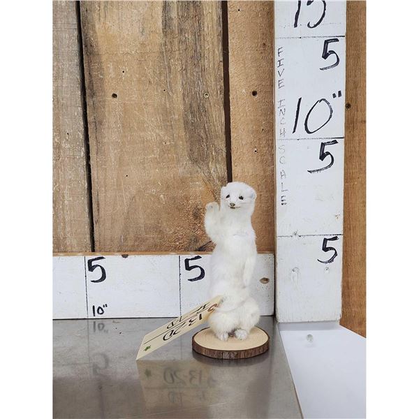 White Weasel Full Body Taxidermy Mount