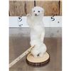 Image 2 : White Weasel Full Body Taxidermy Mount