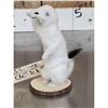 Image 4 : White Weasel Full Body Taxidermy Mount