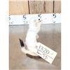Image 5 : White Weasel Full Body Taxidermy Mount