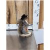 Image 2 : Sheriff Squirrel Taxidermy Mount