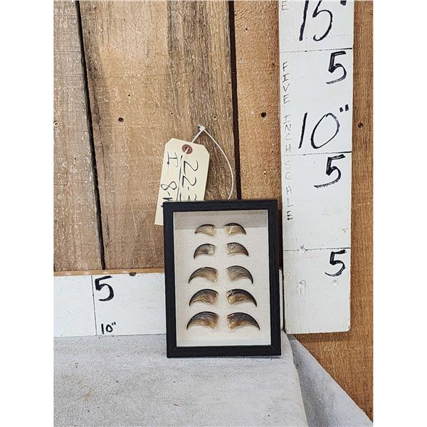 10 Bear claws in a frame Taxidermy