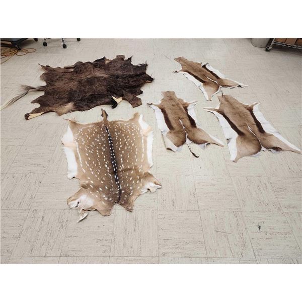 Taxidermy Tanned Animal Skin Lot