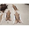 Image 2 : Taxidermy Tanned Animal Skin Lot