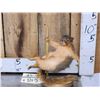 Image 1 : Squirrel On A Stripper Pole Taxidermy