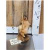 Image 2 : Squirrel On A Stripper Pole Taxidermy