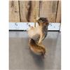 Image 3 : Squirrel On A Stripper Pole Taxidermy