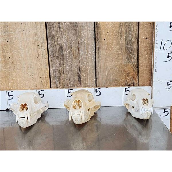 3 Black Bear Skulls Taxidermy