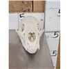 Image 2 : 3 Black Bear Skulls Taxidermy