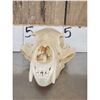 Image 3 : 3 Black Bear Skulls Taxidermy