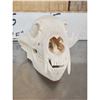 Image 4 : 3 Black Bear Skulls Taxidermy