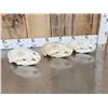 Image 5 : 3 Black Bear Skulls Taxidermy
