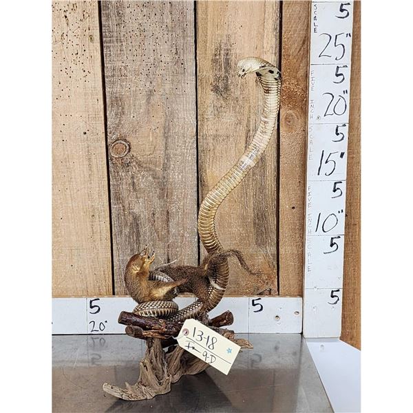 King Cobra Fighting A Mongoose Taxidermy