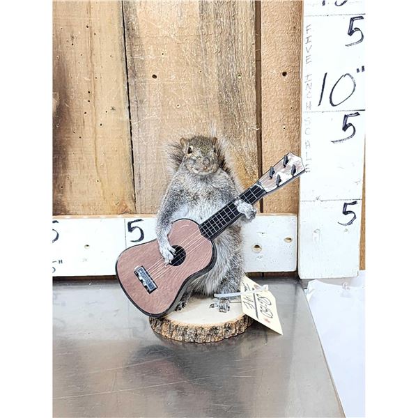 Squirrel Playing Guitar Taxidermy