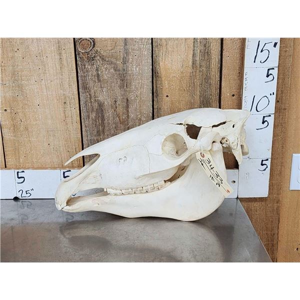 Horse Skull Taxidermy