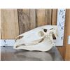 Image 1 : Horse Skull Taxidermy