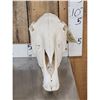 Image 3 : Horse Skull Taxidermy