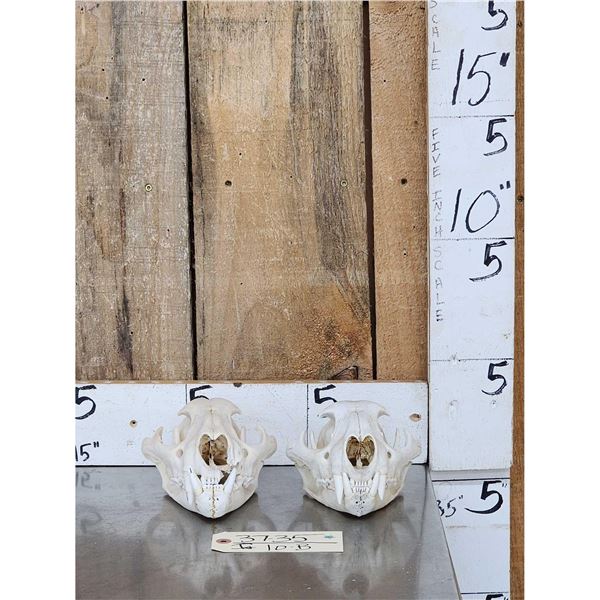 2 Mountain Lion Cougar Skulls Taxidermy