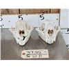 Image 2 : 2 Mountain Lion Cougar Skulls Taxidermy