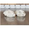 Image 4 : 2 Mountain Lion Cougar Skulls Taxidermy