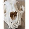 Image 5 : 2 Mountain Lion Cougar Skulls Taxidermy