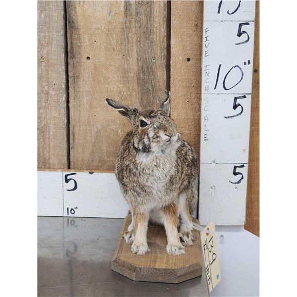 Bunny Rabbit Full Body Taxidermy Mount