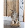 Image 1 : Bunny Rabbit Full Body Taxidermy Mount