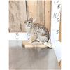 Image 2 : Bunny Rabbit Full Body Taxidermy Mount