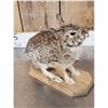 Image 3 : Bunny Rabbit Full Body Taxidermy Mount