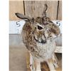 Image 4 : Bunny Rabbit Full Body Taxidermy Mount