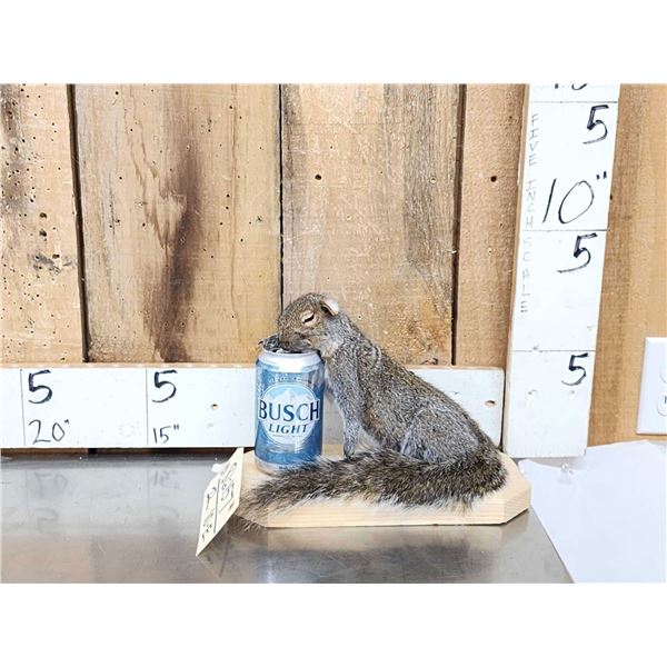 Drunken Squirrel Full Body Taxidermy Mount